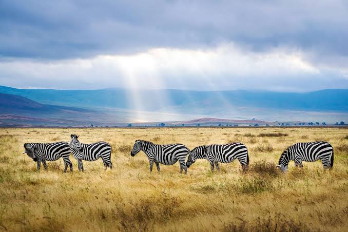 Tanzania- Kifaru Safari (7 days)