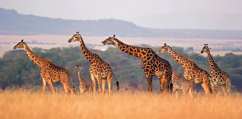 Zanzibar with Serengeti (8 days)