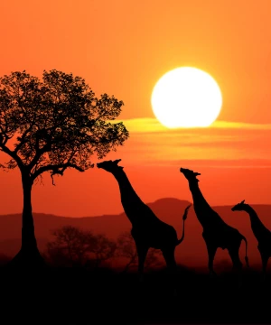 Africa Organized Tours